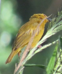 Ploceus subaureus subaureus