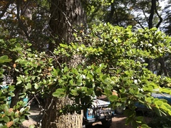 Nothofagus betuloides