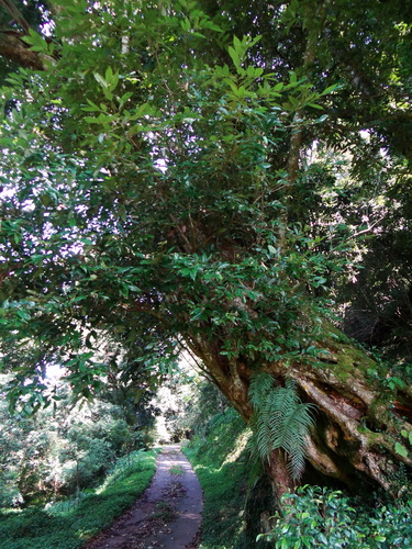 Castanopsis faberi (Castanopsis faberi)