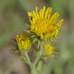 Berkheya rhapontica