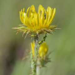 Berkheya rhapontica