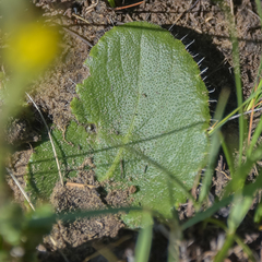 Berkheya rhapontica