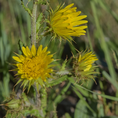 Berkheya rhapontica