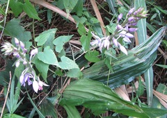 Calanthe sylvatica