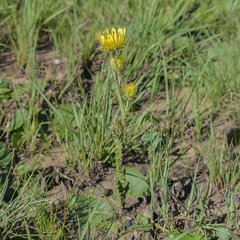Berkheya rhapontica