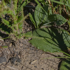 Berkheya rhapontica