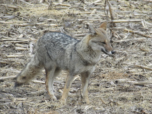 Lycalopex gymnocerca