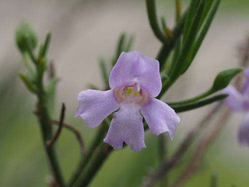 Eremophila drummondii