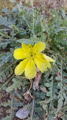 Oenothera primiveris primiveris