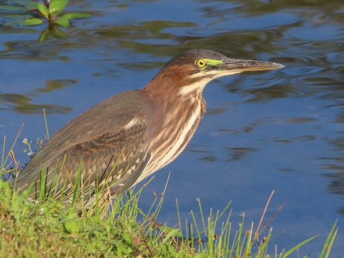 Green Heron photographed in Maryland