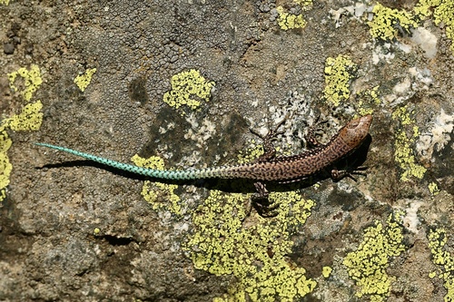 Cyren’s Rock Lizard, photo 4 of 10