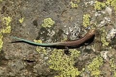 Cyren's Rock Lizard photo 4