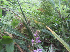 Calanthe sylvatica