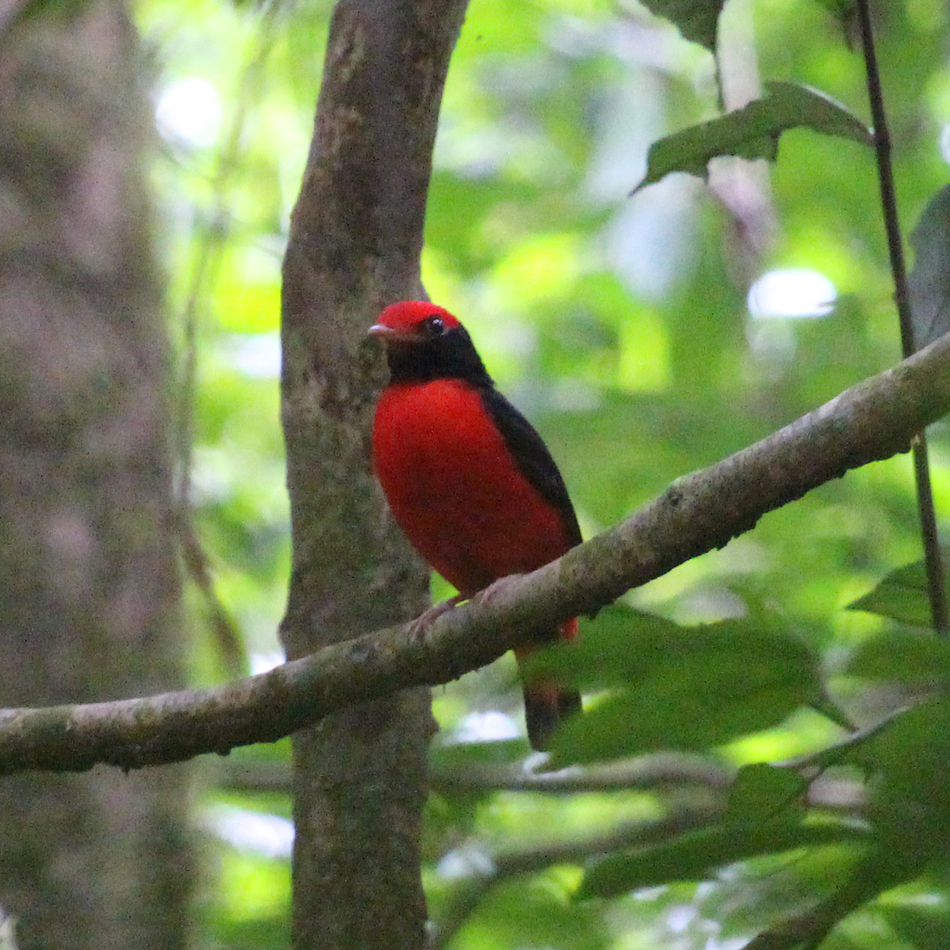 Black-necked Red-Cotinga illustration