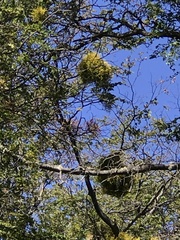 Misodendrum punctulatum