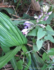 Calanthe sylvatica