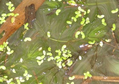 Ceratophyllum demersum