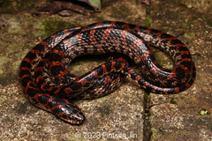 Red-Banded Snake photo 3