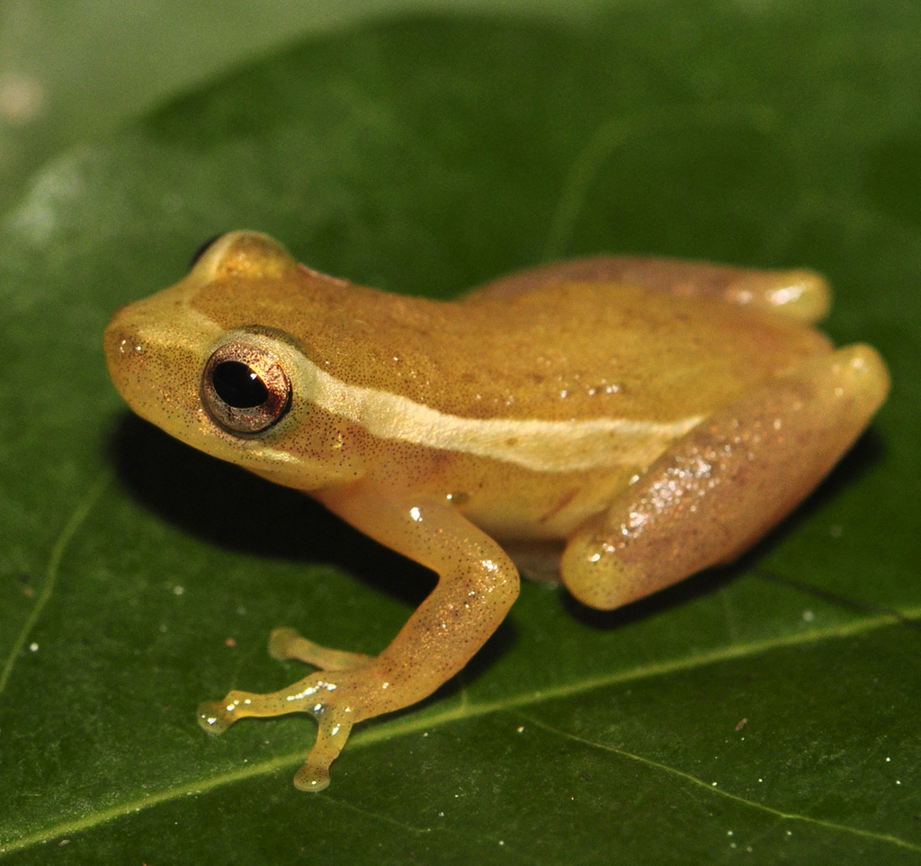 Xeric Treefrog
