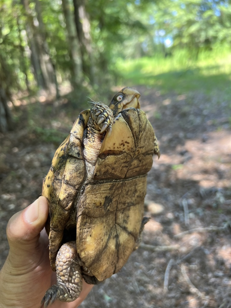 Eastern Box Turtle In August 2023 By Koolmits INaturalist   Large 