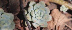 Sedum clavatum