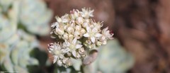 Sedum clavatum