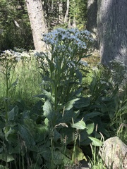 Senecio smithii