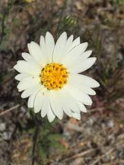 Layia glandulosa