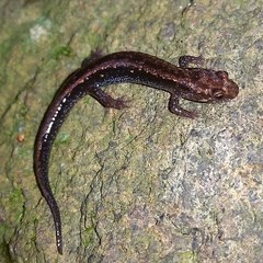 Desmognathus carolinensis