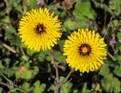 Reichardia