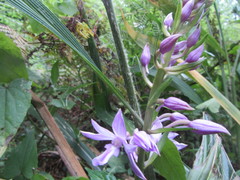 Calanthe sylvatica