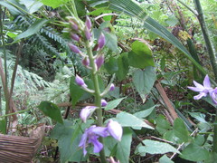 Calanthe sylvatica