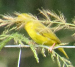 Ploceus subaureus subaureus