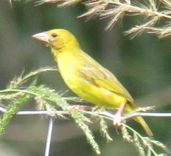 Ploceus subaureus subaureus