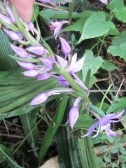 Calanthe sylvatica