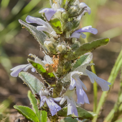 Ajuga ophrydis