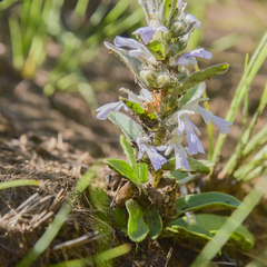 Ajuga ophrydis