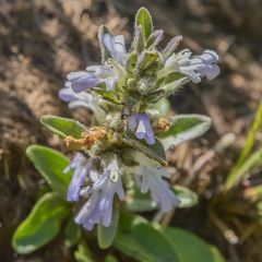 Ajuga ophrydis