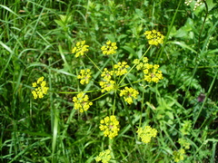 Pastinaca pimpinellifolia