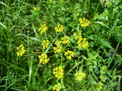 Pastinaca pimpinellifolia