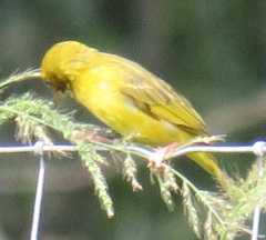 Ploceus subaureus subaureus