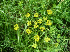 Pastinaca pimpinellifolia