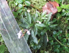 Stenoglottis fimbriata