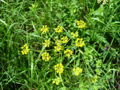 Pastinaca pimpinellifolia