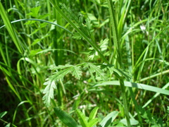 Pastinaca pimpinellifolia