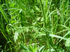 Pastinaca pimpinellifolia