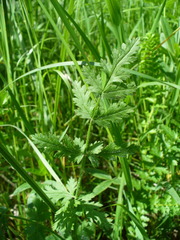 Pastinaca pimpinellifolia
