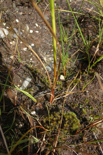 Image of Juncus castaneus by (c) Aleksei Baushev, some rights reserved (CC BY)