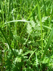 Pastinaca pimpinellifolia
