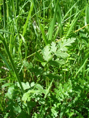 Pastinaca pimpinellifolia